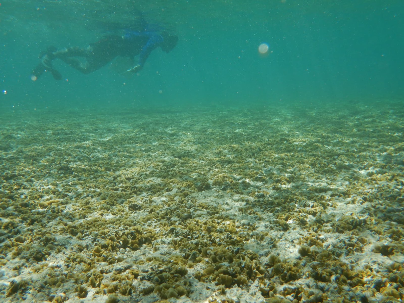 A snorkeller above the seabed at Arno